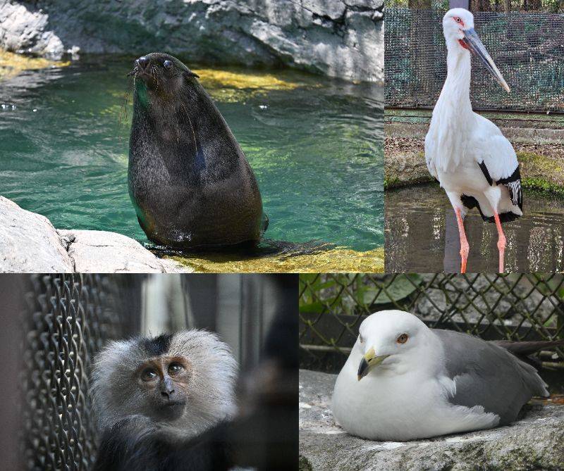 飼育の日は特別ガイドが4種!☆の写真