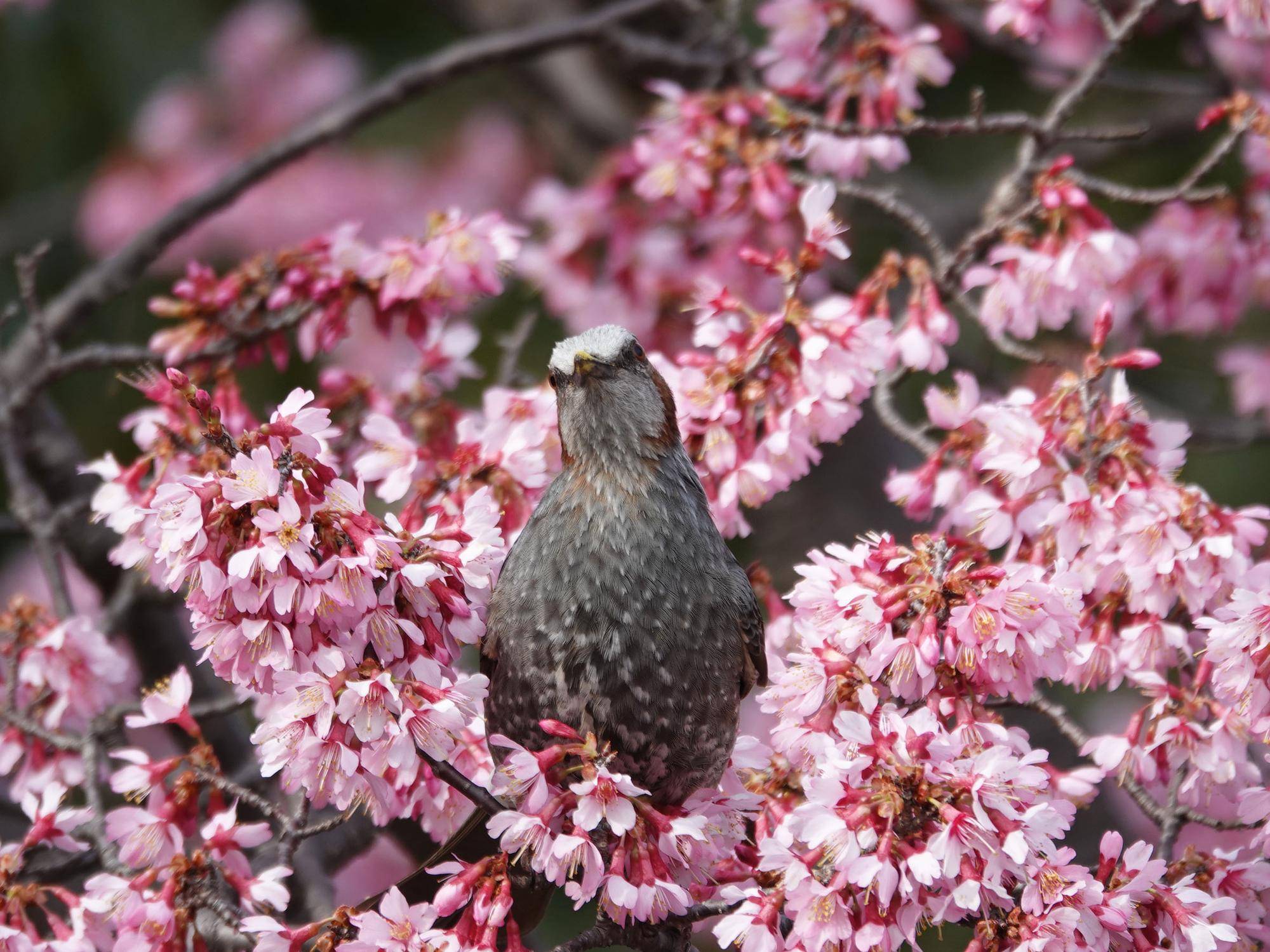 🌸桜ブログpart3の写真