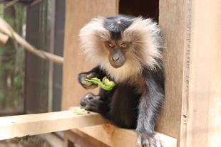 シシオザルの4月