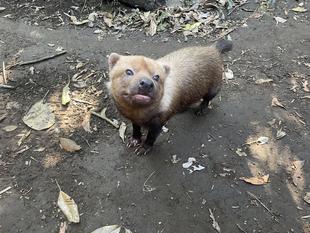 ヤブイヌ通信 ヤブイヌのあれこれ