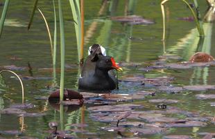 ズーラシアの野鳥④