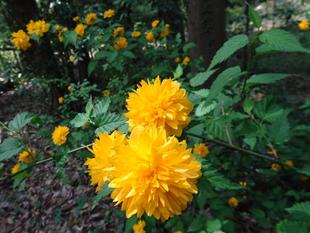 ～　七重八重　花は咲けども・・・　～