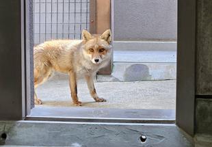 タヌキツ近況ブログ♪6