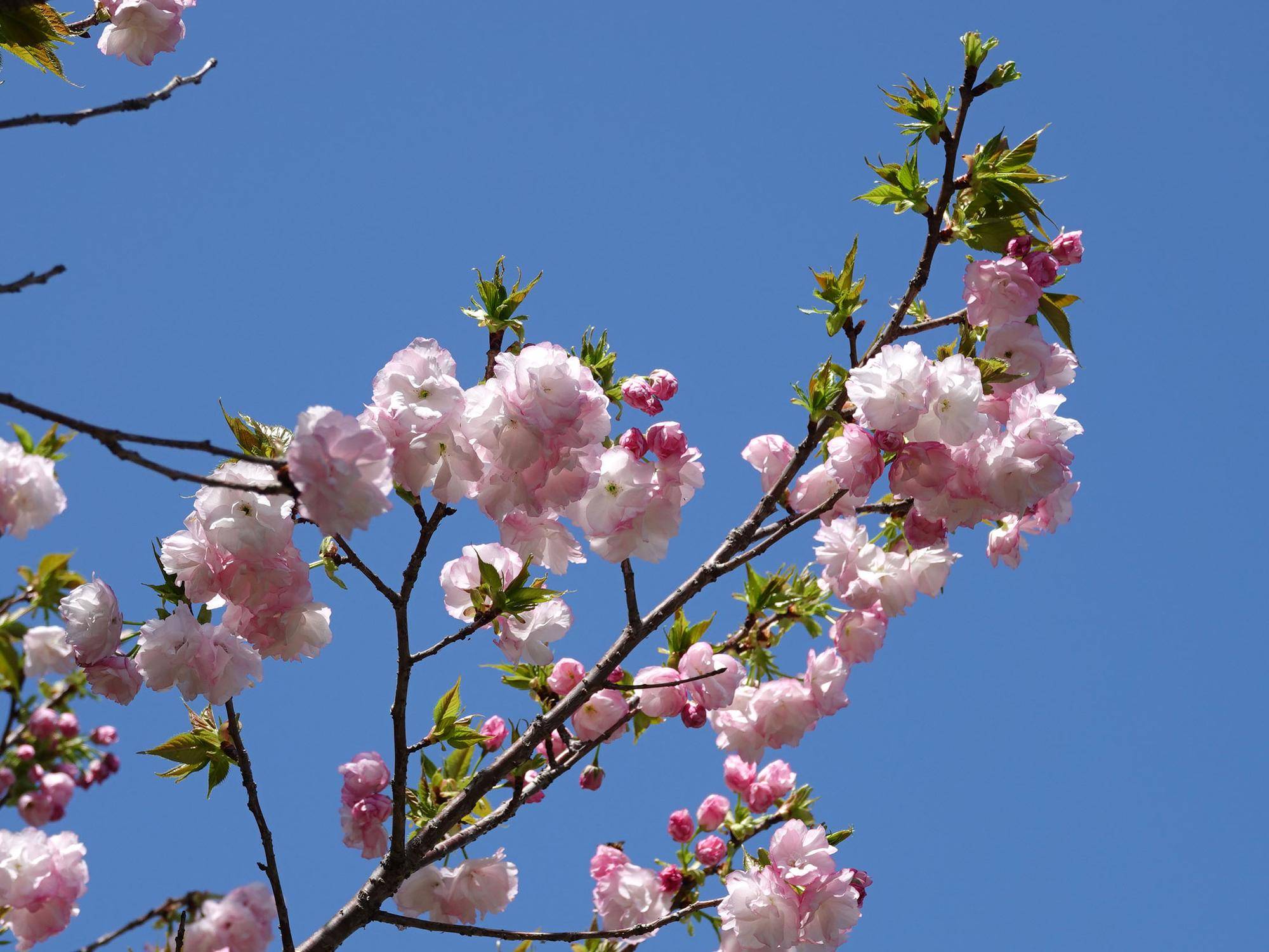 🌸桜ブログpart8の写真