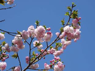 🌸桜ブログpart８