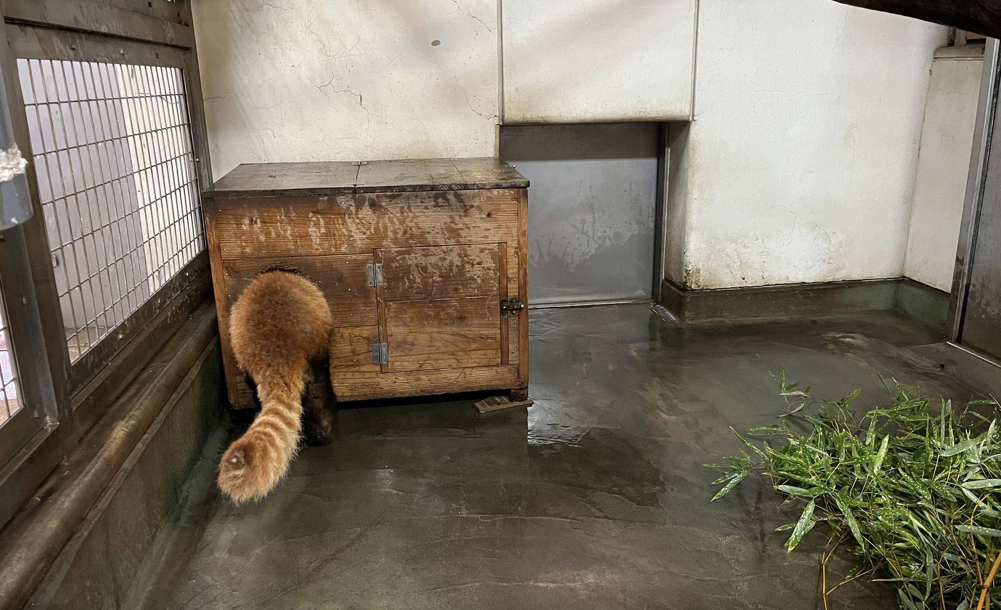 レッサーパンダ ララと雨の日の写真