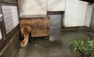 レッサーパンダ ララと雨の日