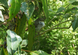 ズーラシアの野鳥⑥