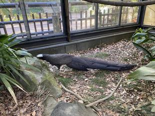 尾羽ぐんぐん伸びました~!