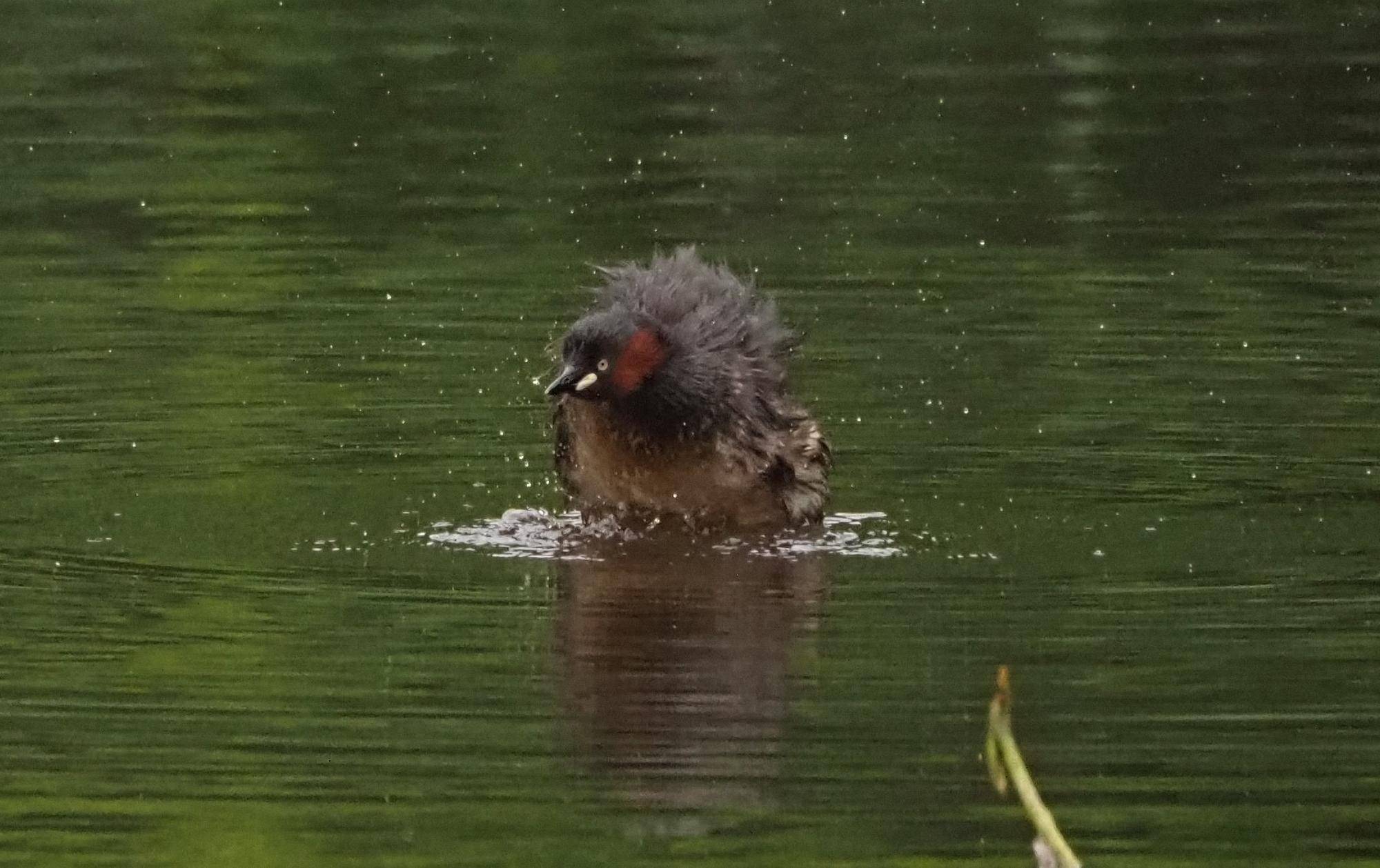 ズーラシアの野鳥⑤の写真