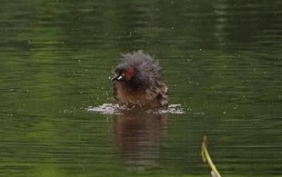 ズーラシアの野鳥⑤
