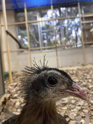 カンムリセイラン 今年も見ています!