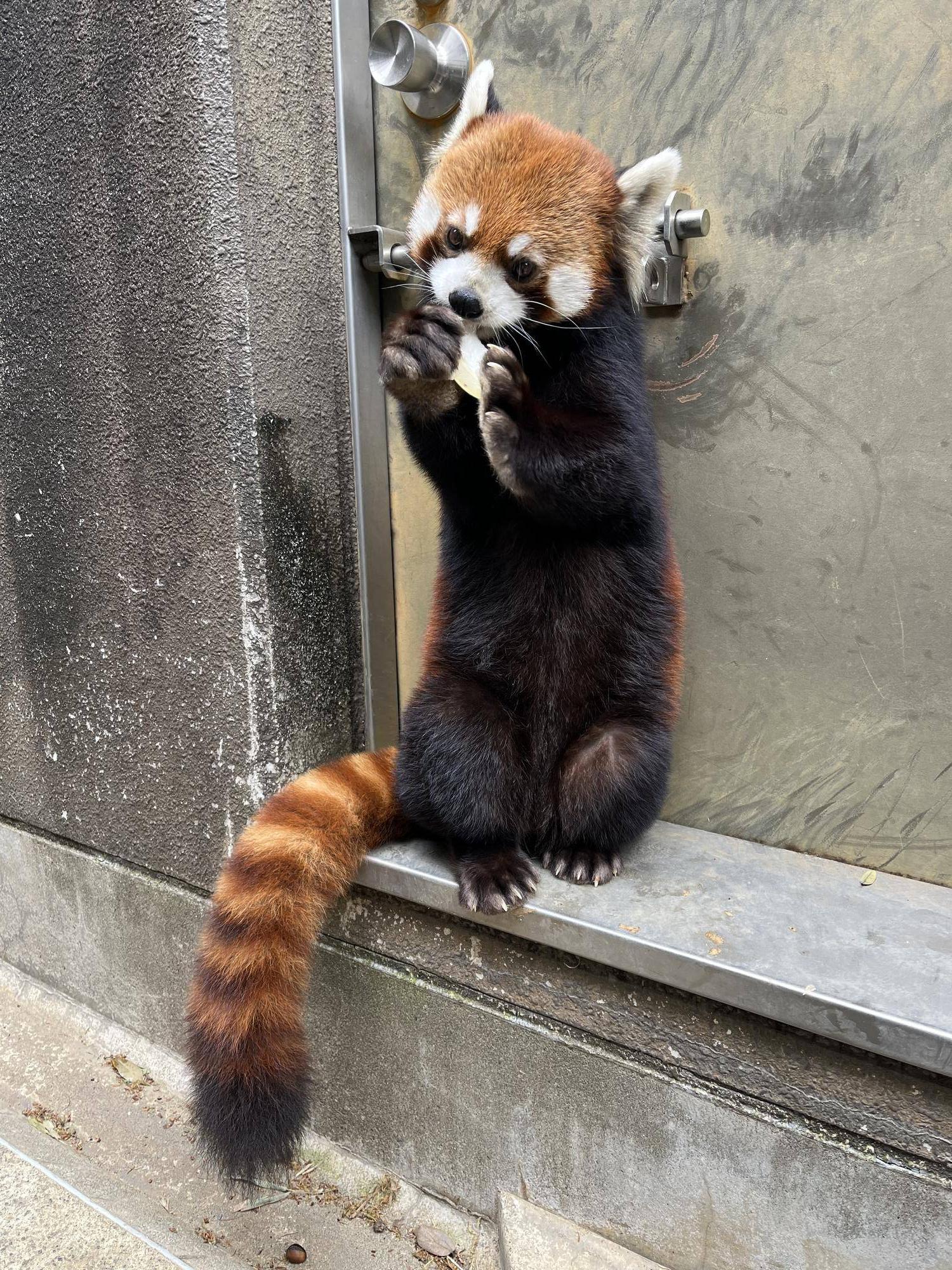 レッサーパンダと春の味覚の写真