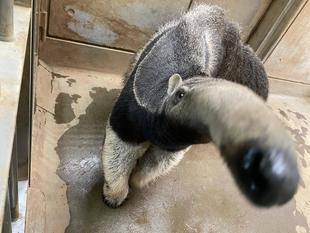 オオアリクイ通信 春になりました🌸