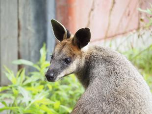 オグロワラビーのお引越し生活 最終回