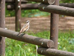 🌸桜ブログpart９