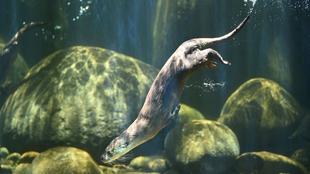 ユーラシアカワウソ5大ニュース!!