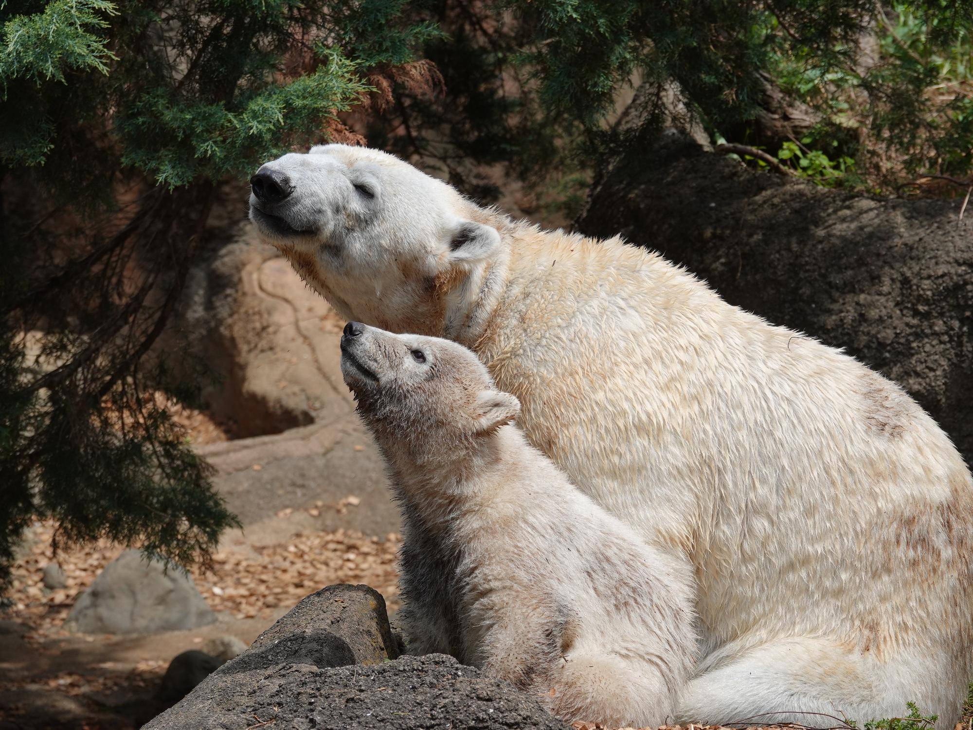 ホッキョクグマの親子を公開いたします!!の写真