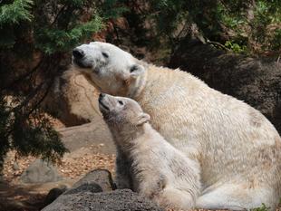 【9/16更新】ホッキョクグマの親子を公開いたします！！