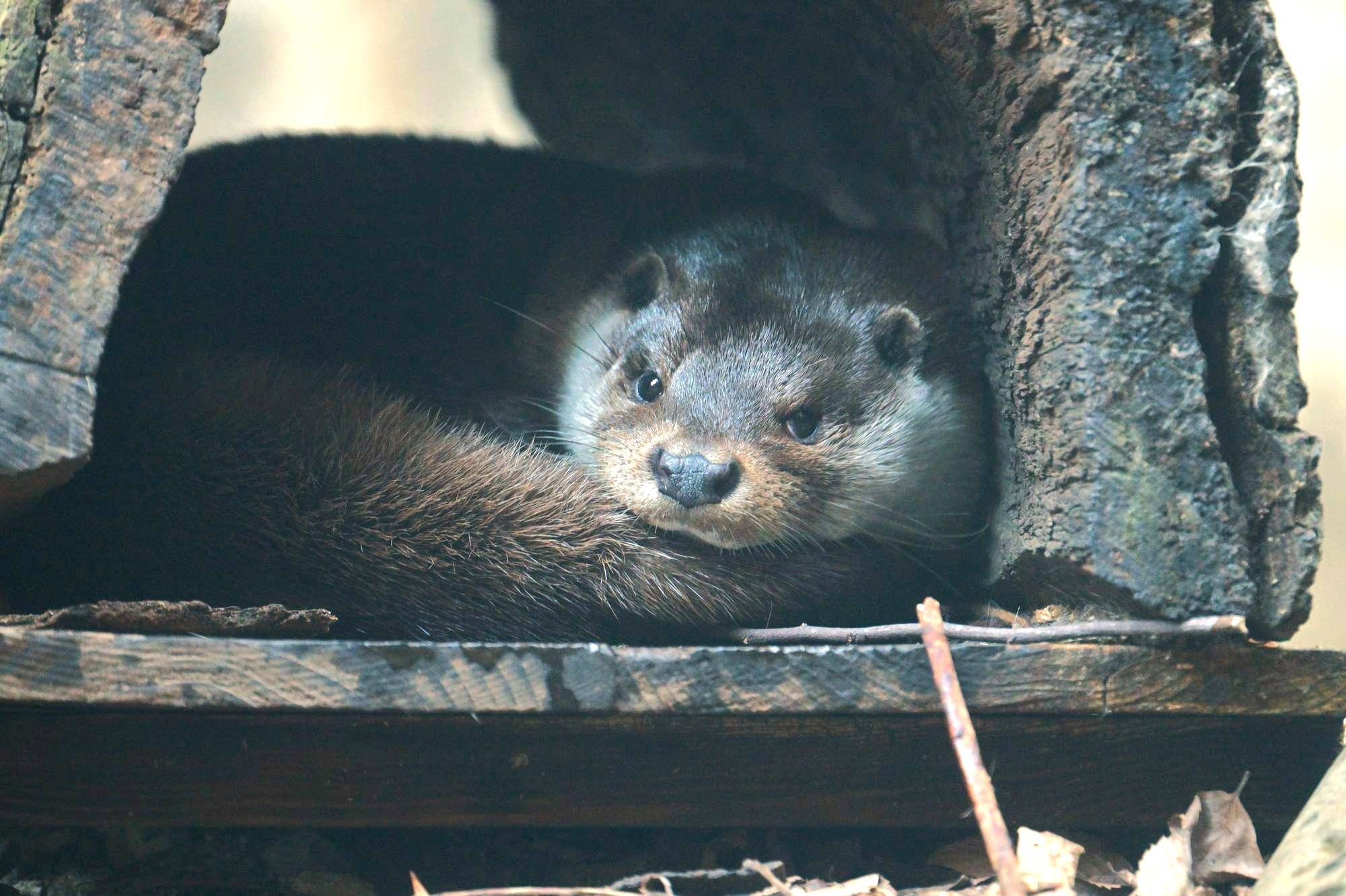 世界カワウソの日「カワウソはおったー(Otter)」を開催します!の写真