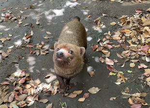ヤブイヌ通信 全体的に茶色い展示場