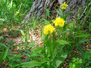 ～　キンラン　～