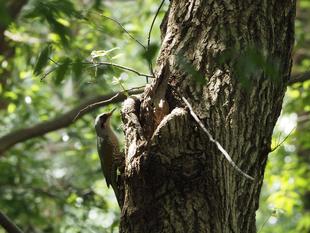 ズーラシアの野鳥③