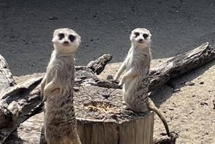 ミーアキャットブログ　春が来た！！