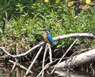 ズーラシアの野鳥①