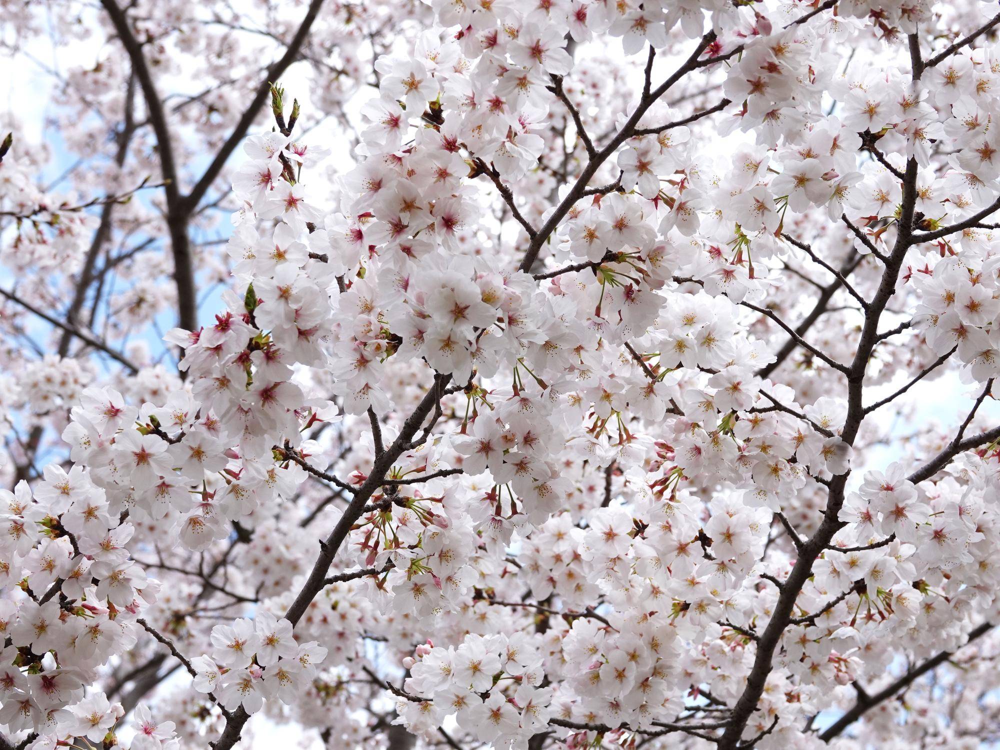 🌸桜ブログpart7の写真