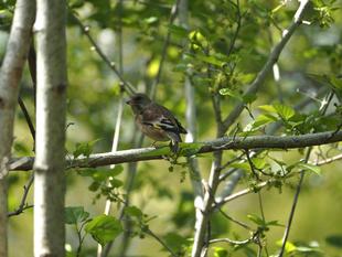 ズーラシアの野鳥②