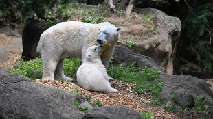 最近のイッちゃん親子の1日の過ごし方