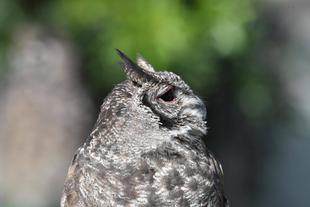 バードショー再開します！