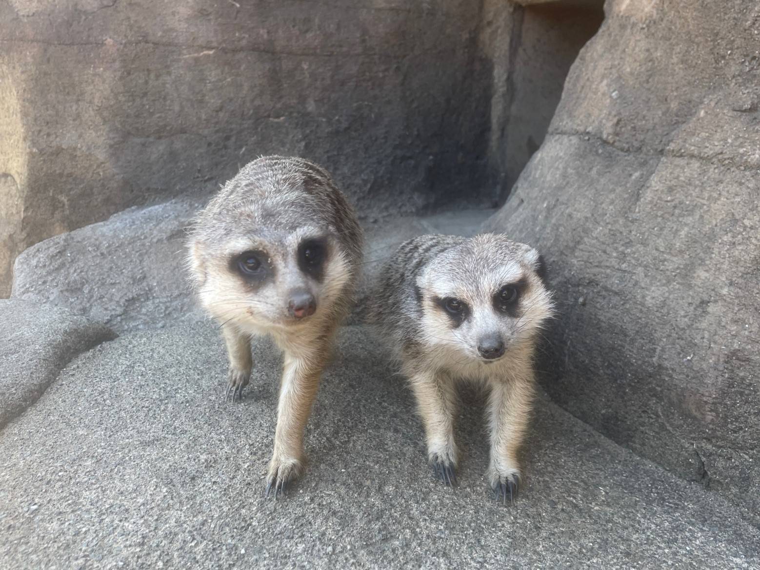 ミーアキャットブログ 春が来た!②の写真