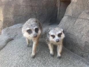 ミーアキャットブログ　春が来た！②