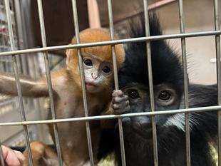 祝!!アマナツが母になりました✨🍊