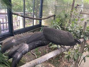 カンムリセイラン 繁殖期の大変なこと🐤
