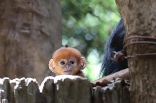愛称投票を行います🍊