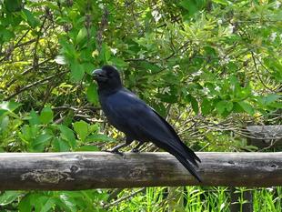 ～　生きもの調査隊！②　～