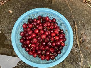 チンパンジーに旬のおやつをプレゼント（5月：アメリカンチェリー）