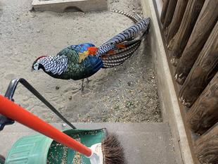 鳥たちは十羽十色🐥✨