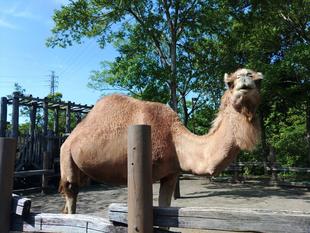 トゲトゲ vs ソフィー