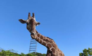 キリン　～食いしん坊カルメン～