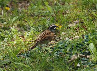ズーラシアの野鳥⑦