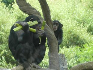 タケノコの季節！