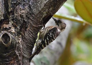～　生きもの調査隊！③　～