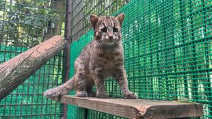 ヤマネコバックヤードだより