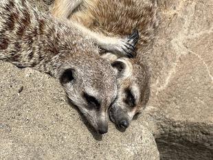 ミーアキャットブログ　アミの群れ