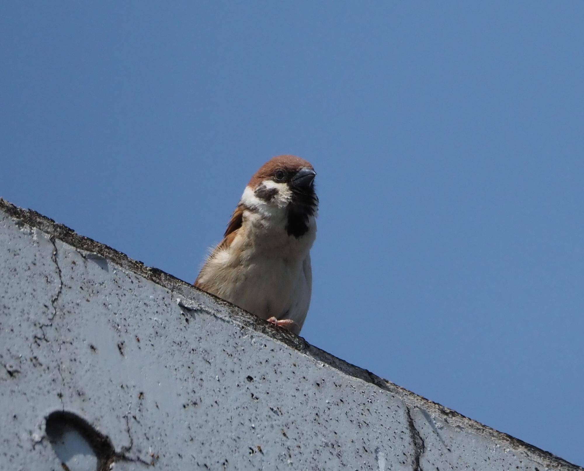 ズーラシアの野鳥⑨の写真