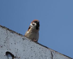 ズーラシアの野鳥⑨